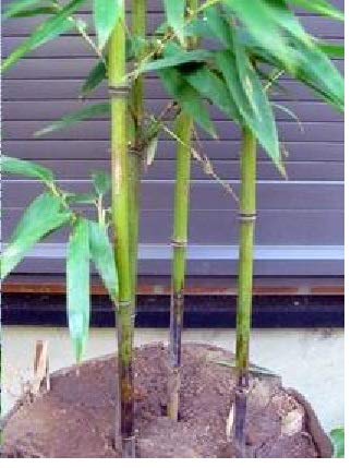 Amazon | 黒竹 180 クロチク くろたけ | 植木